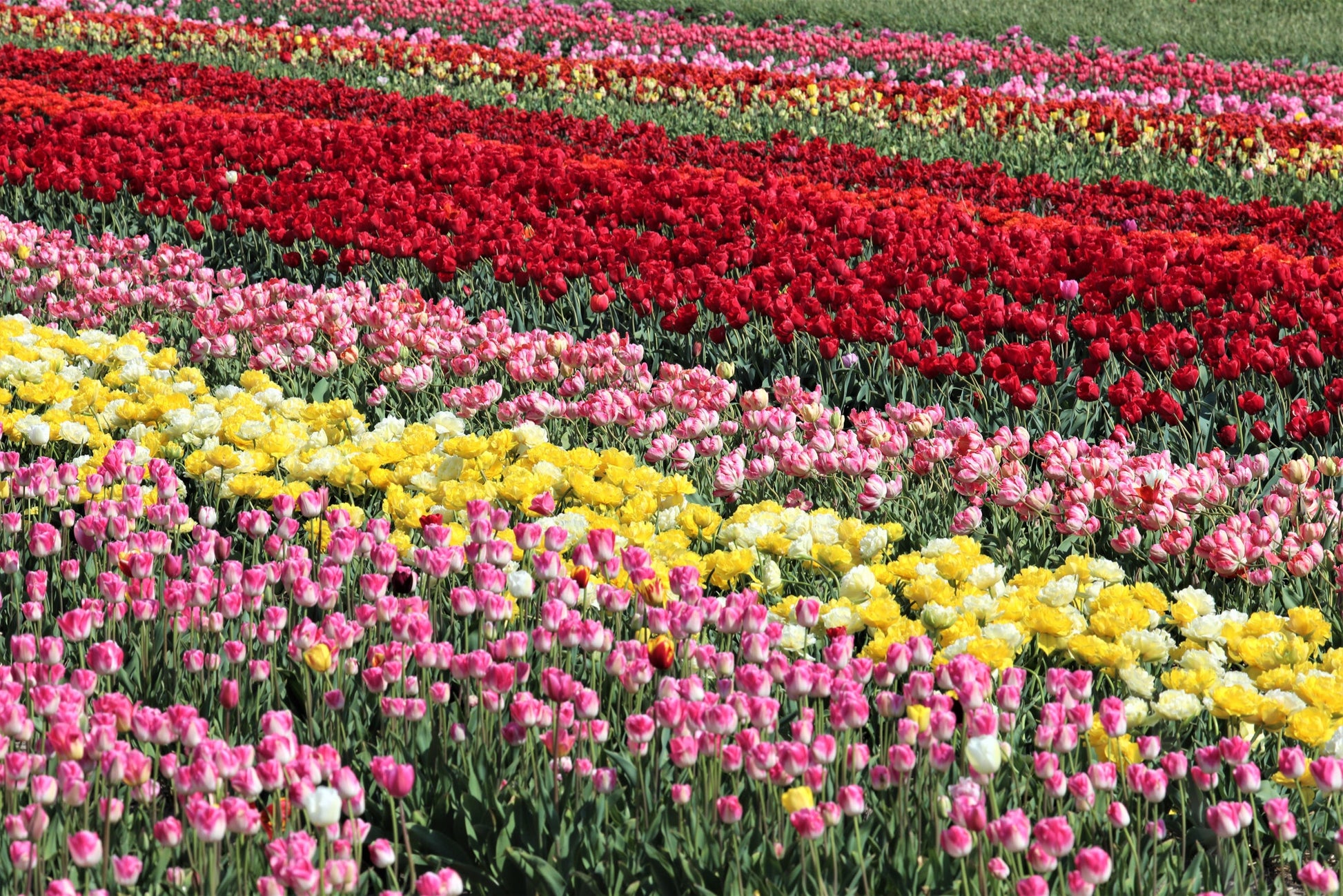 Ansichtkaart tulpenveld