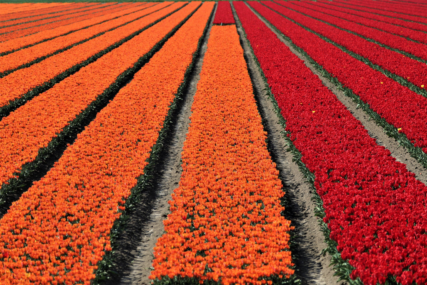 Ansichtkaart tulpenveld 2