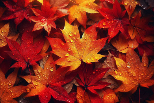 Ansichtkaart Herfstbladeren